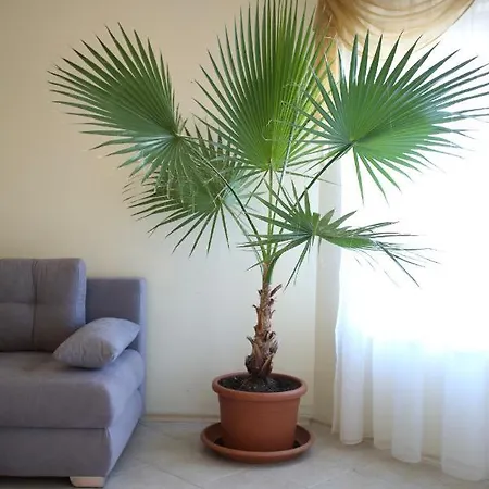 Апарт-отель Livia Boutique 4*