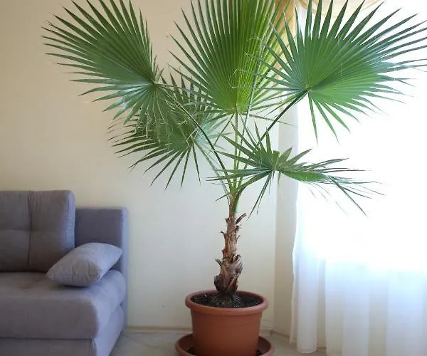 Aparthotel Livia Boutique 4*