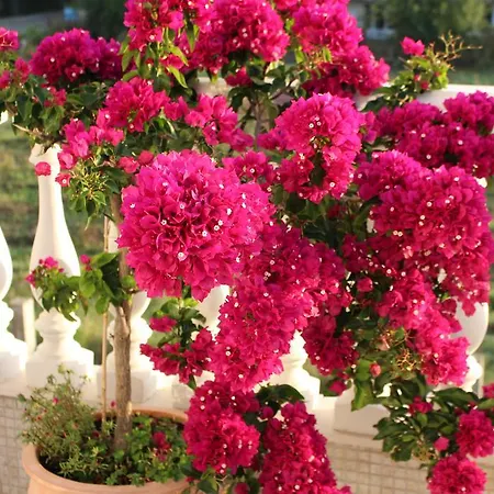 Livia Boutique 아파트호텔 라브다