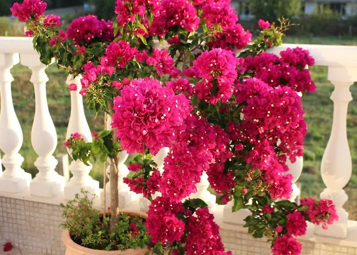 Livia Boutique Apartmanhotel Ravda